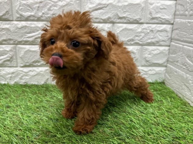 新潟県のトイプードル(トイ) (アミーゴ新潟小新店/2025年10月20日生まれ/女の子/レッド)の子犬の3枚目の画像