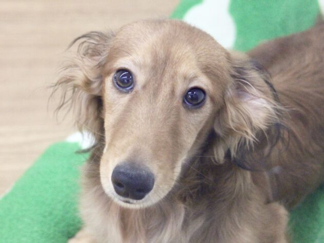 愛媛県のミニチュアダックスフンド(ロング) (アミーゴ新居浜店/2025年6月30日生まれ/男の子/シェーデットレッド)の子犬の1枚目の画像