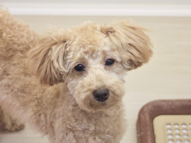 愛媛県のトイプードル(トイ) (アミーゴ新居浜店/2025年6月5日生まれ/女の子/アプリコット)の子犬の2枚目の画像