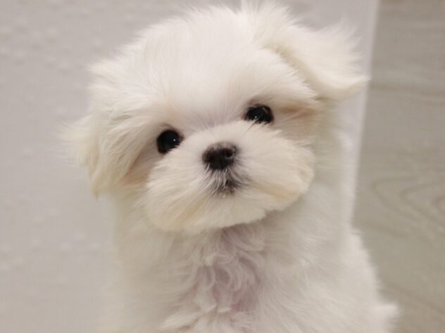 大阪府のマルチーズ (ペット・プラザ アミーゴ箕面店/2025年10月31日生まれ/女の子/ホワイト)の子犬の3枚目の画像