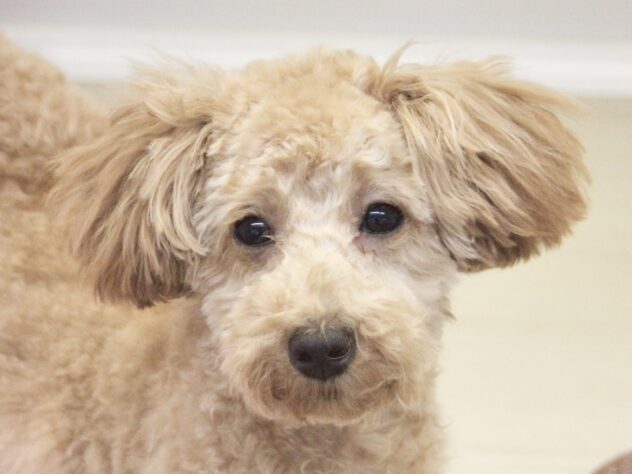 愛媛県のトイプードル(トイ) (アミーゴ新居浜店/2025年6月5日生まれ/女の子/アプリコット)の子犬の1枚目の画像