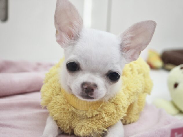 愛媛県のチワワ(ロング) (アミーゴ新居浜店/2025年9月16日生まれ/女の子/クリームホワイト)の子犬の1枚目の画像