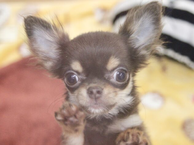 愛媛県のチワワ(ロング) (アミーゴ新居浜店/2025年9月8日生まれ/女の子/チョコレートタンホワイト)の子犬の3枚目の画像