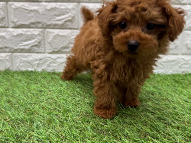 新潟県のトイプードル(トイ) (アミーゴ新潟小新店/2025年10月20日生まれ/女の子/レッド)の子犬の1枚目の画像