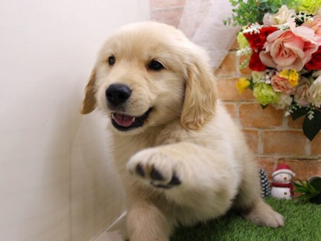 兵庫県のゴールデンレトリバー (ペット・プラザ アミーゴ三田店/2025年11月17日生まれ/男の子/ゴールデン)の子犬の4枚目の画像