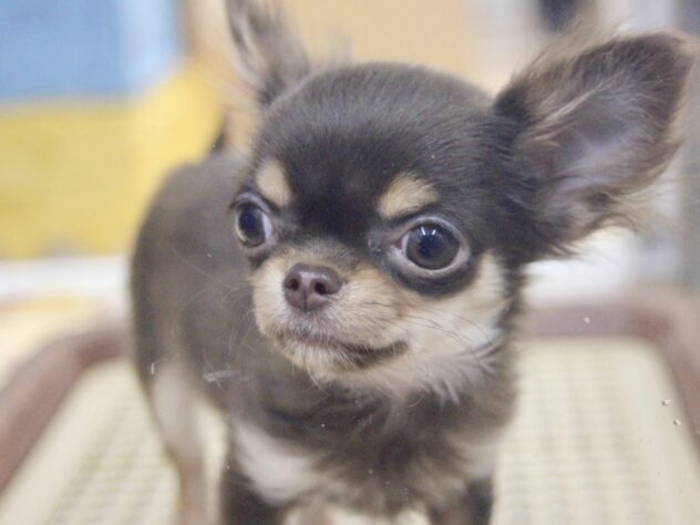 愛媛県のチワワ(ロング) (アミーゴ新居浜店/2025年9月8日生まれ/女の子/チョコレートタンホワイト)の子犬の2枚目の画像