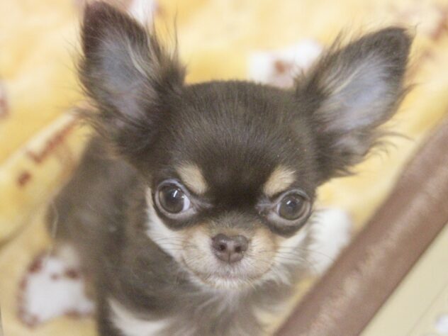 愛媛県のチワワ(ロング) (アミーゴ新居浜店/2025年9月8日生まれ/女の子/チョコレートタンホワイト)の子犬の1枚目の画像