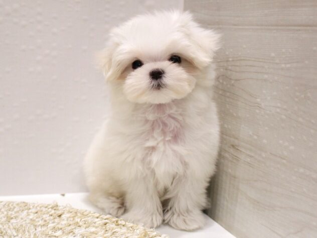 大阪府のマルチーズ (ペット・プラザ アミーゴ箕面店/2025年10月31日生まれ/女の子/ホワイト)の子犬の1枚目の画像