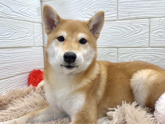 兵庫県の柴犬(標準サイズ) (ワンキャラット アミーゴ姫路飾磨店/2025年7月23日生まれ/男の子/赤)の子犬の2枚目の画像