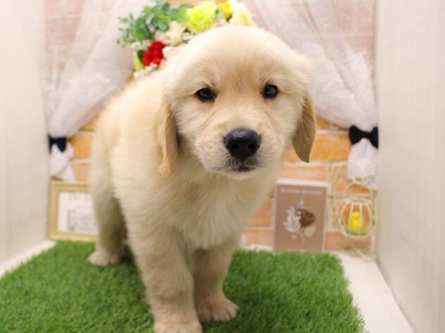 兵庫県のゴールデンレトリバー (ペット・プラザ アミーゴ三田店/2025年11月17日生まれ/男の子/ゴールデン)の子犬の2枚目の画像