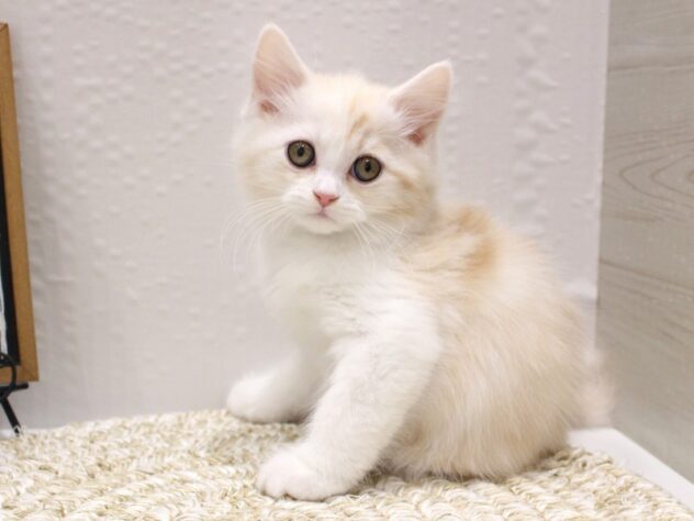 大阪府のスコティッシュストレート (ペット・プラザ アミーゴ箕面店/2025年10月27日生まれ/男の子/クリームタビーホワイト)の子猫の2枚目の画像