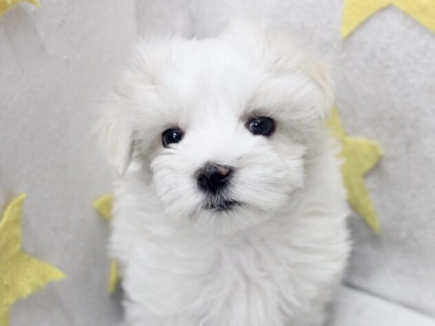 愛媛県のマルチーズ (アミーゴ新居浜店/2025年11月9日生まれ/男の子/ホワイト)の子犬