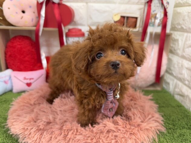 兵庫県のハーフ犬・ミックス犬 (ワンキャラット アミーゴ姫路花田店/2025年10月23日生まれ/男の子/レッド)の子犬の2枚目の画像