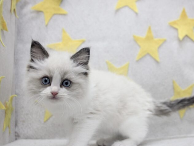 愛媛県のラグドール (アミーゴ新居浜店/2025年11月16日生まれ/女の子/シールポイントバイカラー)の子猫の3枚目の画像