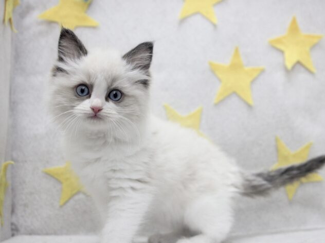 愛媛県のラグドール (アミーゴ新居浜店/2025年11月16日生まれ/女の子/シールポイントバイカラー)の子猫の2枚目の画像