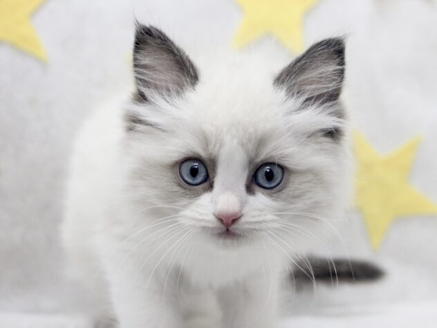 愛媛県のラグドール (アミーゴ新居浜店/2025年11月16日生まれ/女の子/シールポイントバイカラー)の子猫の1枚目の画像