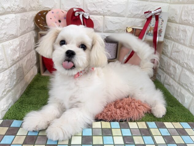 兵庫県のハーフ犬・ミックス犬 (ワンキャラット アミーゴ姫路花田店/2025年7月31日生まれ/女の子/ホワイト)の子犬の1枚目の画像