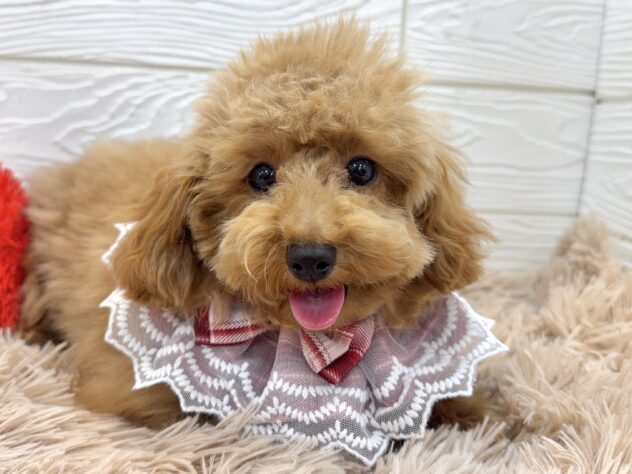 兵庫県のトイプードル(トイ) (ワンキャラット アミーゴ姫路飾磨店/2025年7月31日生まれ/女の子/レッドフォーン)の子犬の1枚目の画像