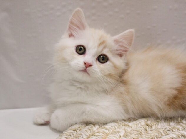 大阪府のスコティッシュストレート (ペット・プラザ アミーゴ箕面店/2025年10月27日生まれ/男の子/クリームタビーホワイト)の子猫の3枚目の画像