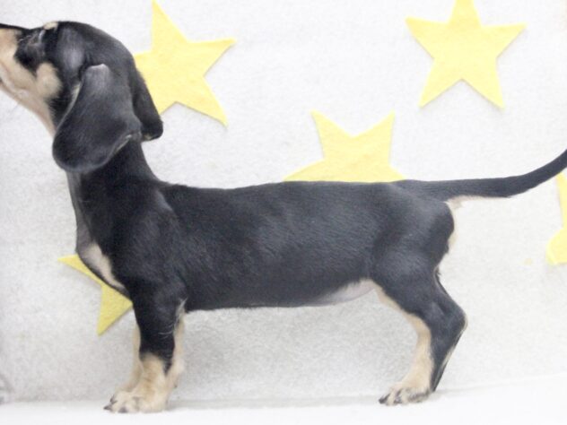 愛媛県のミニチュアダックスフンド(ロング) (アミーゴ新居浜店/2025年11月18日生まれ/女の子/ブラックイエロー)の子犬の3枚目の画像