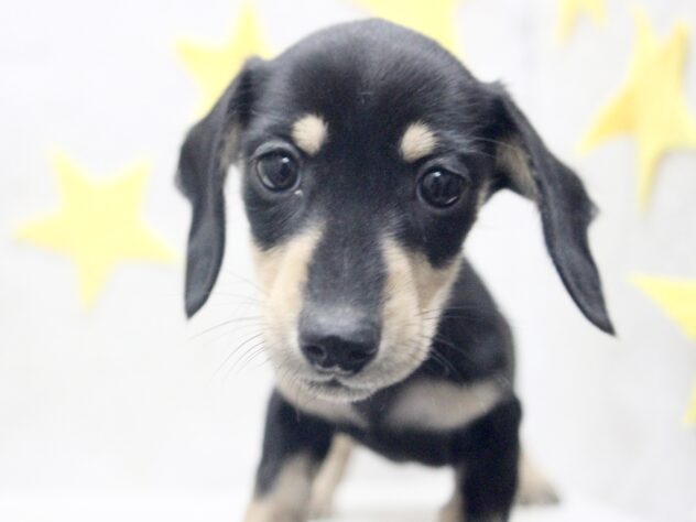 愛媛県のミニチュアダックスフンド(ロング) (アミーゴ新居浜店/2025年11月18日生まれ/女の子/ブラックイエロー)の子犬の1枚目の画像