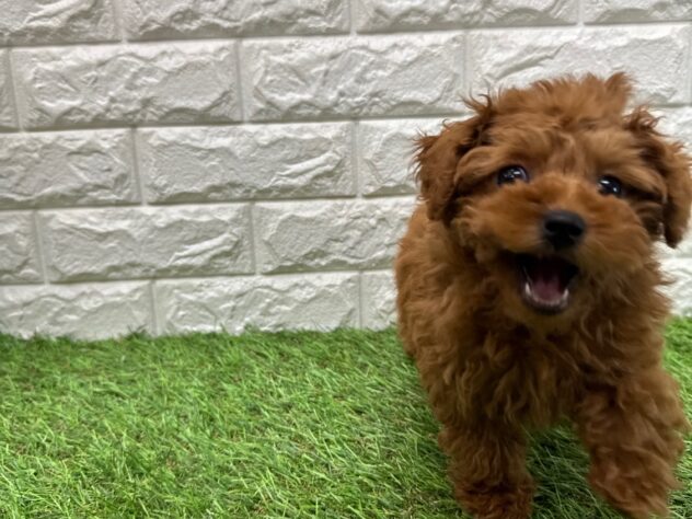 新潟県のトイプードル(トイ) (アミーゴ新潟小新店/2025年10月20日生まれ/女の子/レッド)の子犬の2枚目の画像