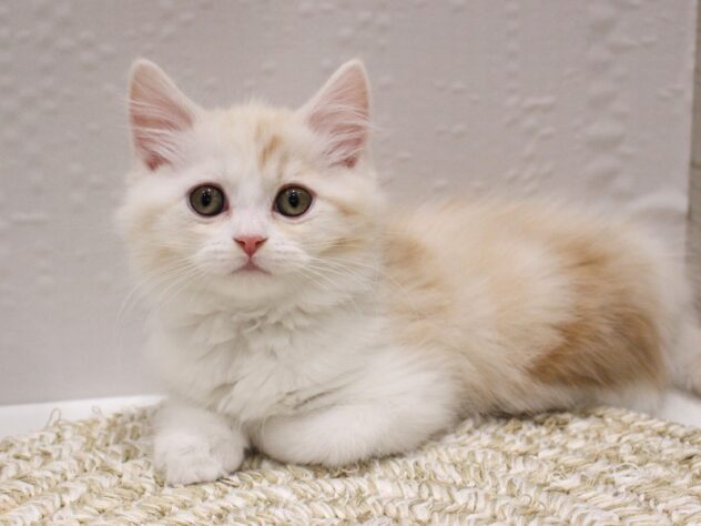 大阪府のスコティッシュストレート (ペット・プラザ アミーゴ箕面店/2025年10月27日生まれ/男の子/クリームタビーホワイト)の子猫の1枚目の画像