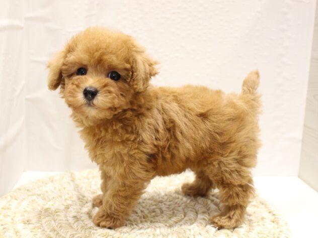 大阪府のトイプードル(トイ) (ペット・プラザ アミーゴ箕面店/2025年11月8日生まれ/男の子/レッドフォーン)の子犬の1枚目の画像