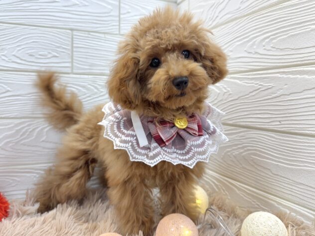 兵庫県のトイプードル(トイ) (ワンキャラット アミーゴ姫路飾磨店/2025年7月31日生まれ/女の子/レッドフォーン)の子犬の2枚目の画像