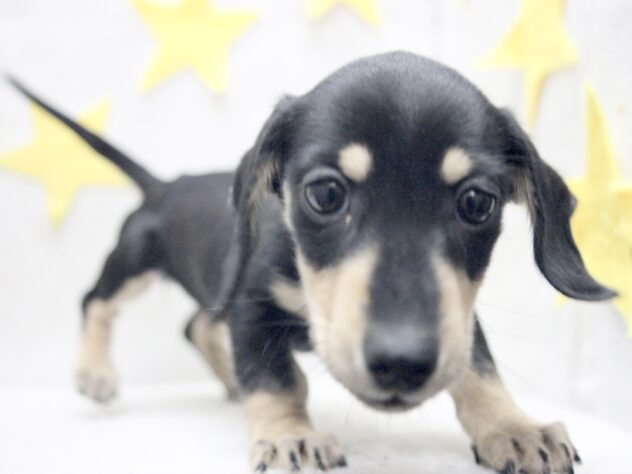 愛媛県のミニチュアダックスフンド(ロング) (アミーゴ新居浜店/2025年11月18日生まれ/女の子/ブラックイエロー)の子犬の2枚目の画像