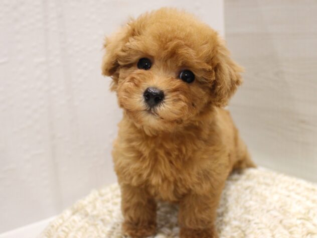 大阪府のトイプードル(トイ) (ペット・プラザ アミーゴ箕面店/2025年11月8日生まれ/男の子/レッドフォーン)の子犬の2枚目の画像