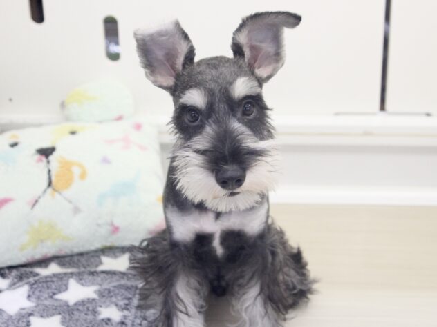 愛媛県のミニチュアシュナウザー (アミーゴ新居浜店/2025年9月14日生まれ/男の子/ソルトペッパー)の子犬の1枚目の画像