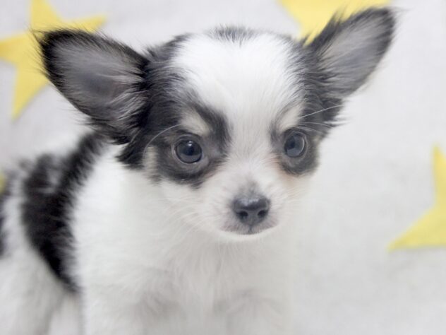 愛媛県のチワワ(ロング) (アミーゴ新居浜店/2025年11月17日生まれ/男の子/ホワイトブラックタン)の子犬の1枚目の画像