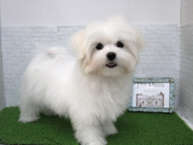 兵庫県のマルチーズ (ペット・プラザ アミーゴ尼崎昭和通店/2025年11月1日生まれ/女の子/ホワイト)の子犬の4枚目の画像