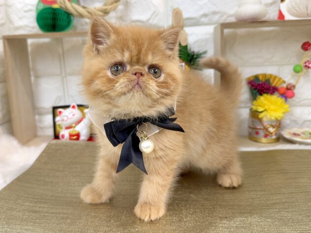 兵庫県のエキゾチックショートヘアー (ワンキャラット アミーゴ姫路花田店/2025年11月5日生まれ/男の子/レッドマッカレルタビー)の子猫の3枚目の画像