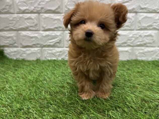 新潟県のハーフ犬・ミックス犬 (アミーゴ新潟小新店/2025年10月21日生まれ/女の子/レッド)の子犬の1枚目の画像