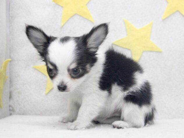 愛媛県のチワワ(ロング) (アミーゴ新居浜店/2025年11月17日生まれ/男の子/ホワイトブラックタン)の子犬の2枚目の画像