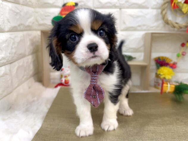 兵庫県のキャバリアキングチャールズスパニエル (ワンキャラット アミーゴ姫路花田店/2025年11月2日生まれ/男の子/トライカラー)の子犬の4枚目の画像