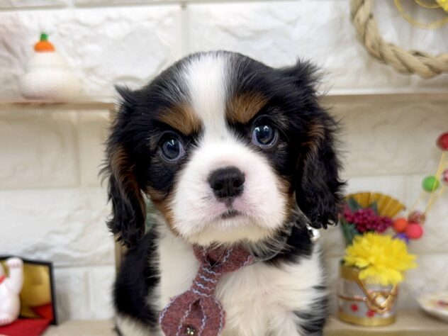 兵庫県のキャバリアキングチャールズスパニエル (ワンキャラット アミーゴ姫路花田店/2025年11月2日生まれ/男の子/トライカラー)の子犬の1枚目の画像