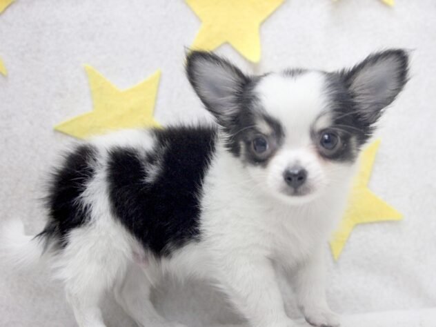 愛媛県のチワワ(ロング) (アミーゴ新居浜店/2025年11月17日生まれ/男の子/ホワイトブラックタン)の子犬の3枚目の画像