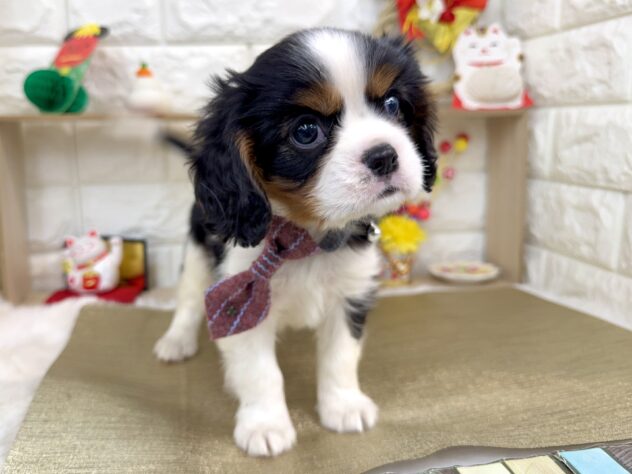 兵庫県のキャバリアキングチャールズスパニエル (ワンキャラット アミーゴ姫路花田店/2025年11月2日生まれ/男の子/トライカラー)の子犬の3枚目の画像
