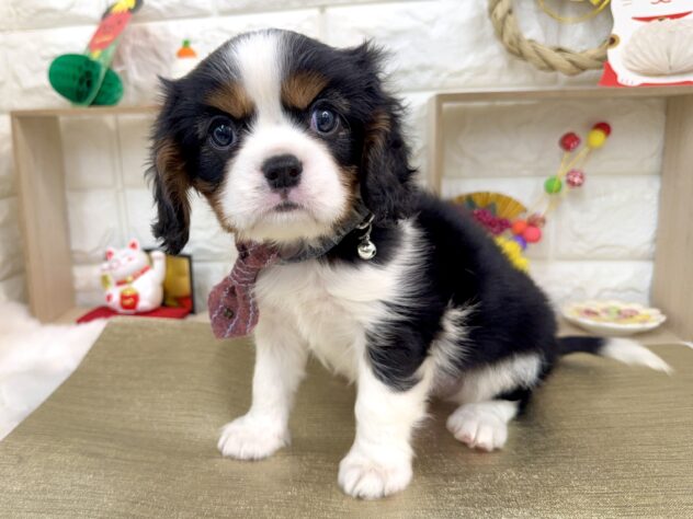 兵庫県のキャバリアキングチャールズスパニエル (ワンキャラット アミーゴ姫路花田店/2025年11月2日生まれ/男の子/トライカラー)の子犬の2枚目の画像