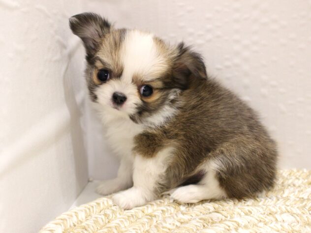 大阪府のチワワ(ロング) (ペット・プラザ アミーゴ箕面店/2025年11月8日生まれ/女の子/レッドホワイト)の子犬の3枚目の画像