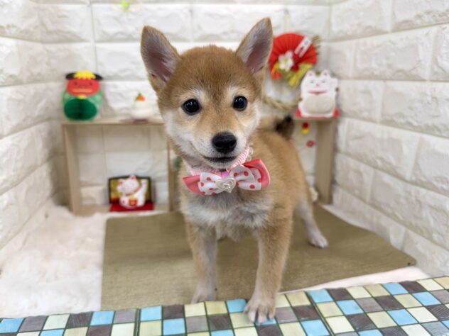 兵庫県の豆柴 (ワンキャラット アミーゴ姫路花田店/2026年9月20日生まれ/女の子/赤)の子犬の3枚目の画像