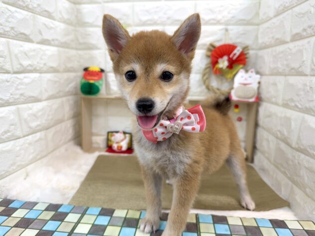 兵庫県の豆柴 (ワンキャラット アミーゴ姫路花田店/2026年9月20日生まれ/女の子/赤)の子犬の2枚目の画像