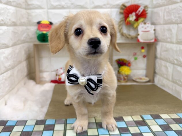 兵庫県のハーフ犬・ミックス犬 (ワンキャラット アミーゴ姫路花田店/2025年10月15日生まれ/女の子/クリーム)の子犬の1枚目の画像