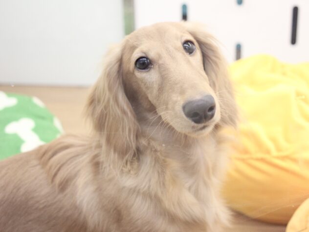 愛媛県のミニチュアダックスフンド(ロング) (アミーゴ新居浜店/2025年7月17日生まれ/男の子/ゴールド)の子犬の1枚目の画像