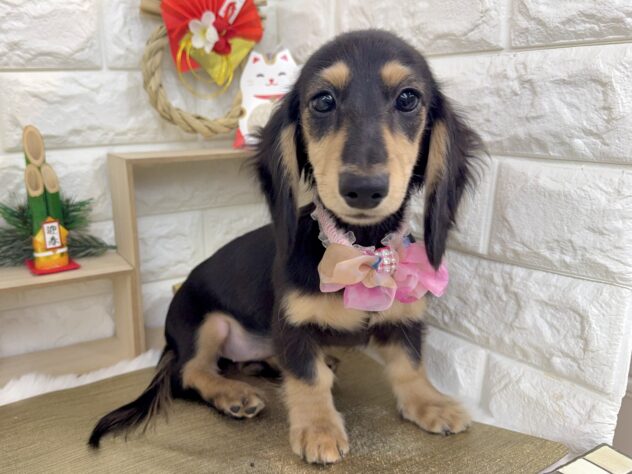 兵庫県のミニチュアダックスフンド(ロング) (ワンキャラット アミーゴ姫路花田店/2026年8月27日生まれ/女の子/ブラックイエロー)の子犬の2枚目の画像