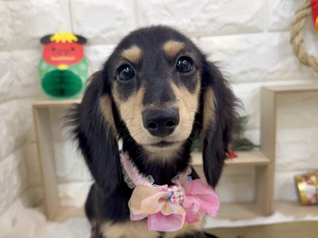 兵庫県のミニチュアダックスフンド(ロング) (ワンキャラット アミーゴ姫路花田店/2026年8月27日生まれ/女の子/ブラックイエロー)の子犬の1枚目の画像