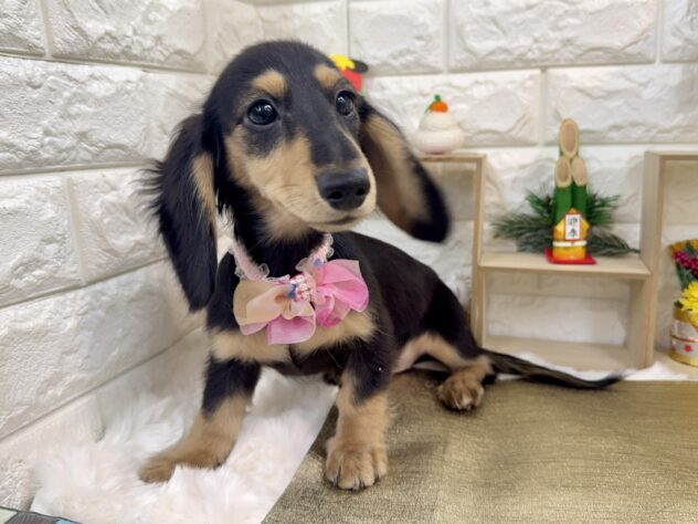 兵庫県のミニチュアダックスフンド(ロング) (ワンキャラット アミーゴ姫路花田店/2026年8月27日生まれ/女の子/ブラックイエロー)の子犬の4枚目の画像